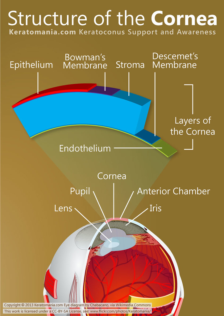 Cornea